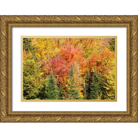 USA-New Hampshire-fall foliage Bretton Woods at base of Mount Washington Gold Ornate Wood Framed Art Print with Double Matting by Jones, Allison