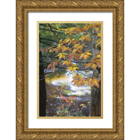 USA, New Hampshire, Stream and fall foliage Gold Ornate Wood Framed Art Print with Double Matting by Rotenberg, Nancy