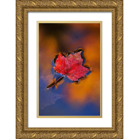 NH, White Mts, Maple Leaf in Fall Reflections Gold Ornate Wood Framed Art Print with Double Matting by Rotenberg, Nancy