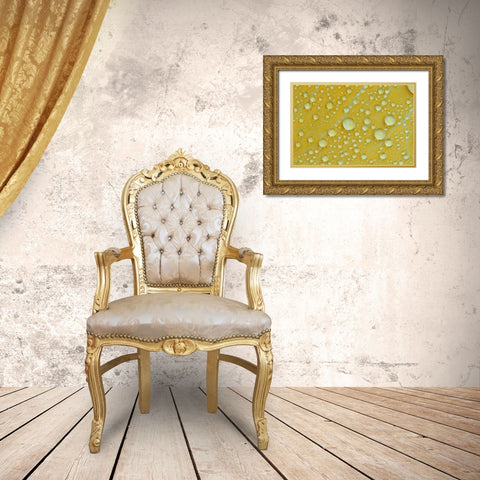 NH, Shelburne Magnified veins on a birch leaf Gold Ornate Wood Framed Art Print with Double Matting by Clemons, Kathleen