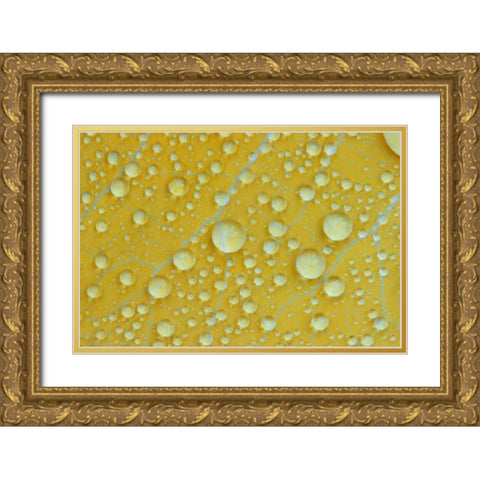 NH, Shelburne Magnified veins on a birch leaf Gold Ornate Wood Framed Art Print with Double Matting by Clemons, Kathleen