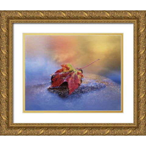 NH, White Mts, Maple leaf in the Swift River Gold Ornate Wood Framed Art Print with Double Matting by Talbot Frank, Christopher