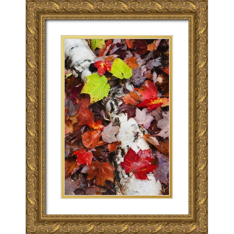 NH, White Mountains Log and fallen maple leaves Gold Ornate Wood Framed Art Print with Double Matting by Flaherty, Dennis