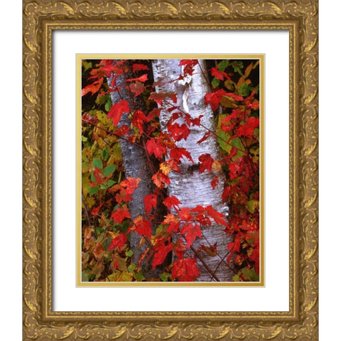 NH, White Mountains Trees in autumn color Gold Ornate Wood Framed Art Print with Double Matting by Flaherty, Dennis