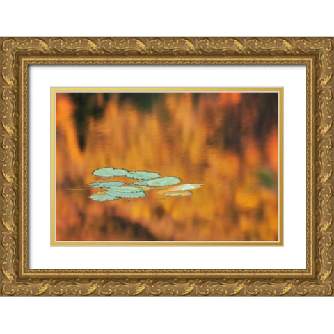 NH, White Mts Lily pads float on pond in autumn Gold Ornate Wood Framed Art Print with Double Matting by Flaherty, Dennis