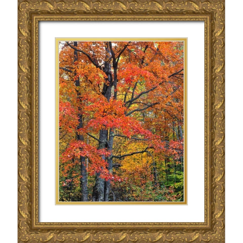 New Hampshire Maple trees in Belknap Mountains Gold Ornate Wood Framed Art Print with Double Matting by Terrill, Steve