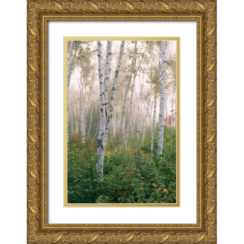 USA, New Hampshire Birch trees in clearing fog Gold Ornate Wood Framed Art Print with Double Matting by Bush, Marie