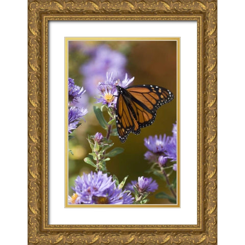 New Hampshire Monarch butterfly on aster flower Gold Ornate Wood Framed Art Print with Double Matting by Rotenberg, Nancy