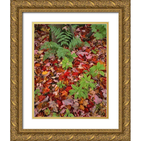 NH, White Mountain NF Leaves on forest floor Gold Ornate Wood Framed Art Print with Double Matting by Terrill, Steve