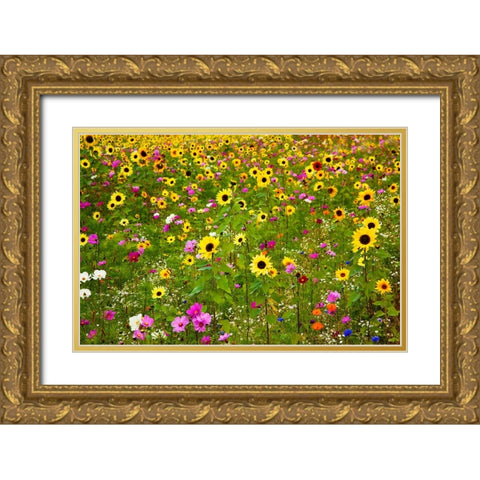 USA-New Hampshire meridian planted with sunflowers and cosmos flowers along Interstate 95 Gold Ornate Wood Framed Art Print with Double Matting by Gulin, Sylvia