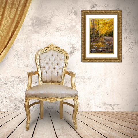 USA-New Hampshire-White Mountains National Forest-Highway 112-Small stream Fall colors of White Bir Gold Ornate Wood Framed Art Print with Double Matting by Gulin, Sylvia