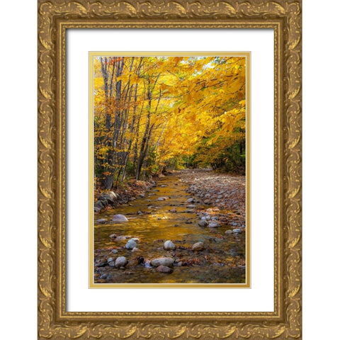 USA-New Hampshire-White Mountains National Forest-Highway 112-Small stream Fall colors of White Bir Gold Ornate Wood Framed Art Print with Double Matting by Gulin, Sylvia