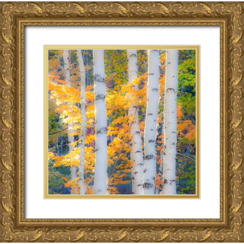 USA-New Hampshire-Franconia-Autumn Colors surrounding group of White Birch tree trunks Gold Ornate Wood Framed Art Print with Double Matting by Gulin, Sylvia