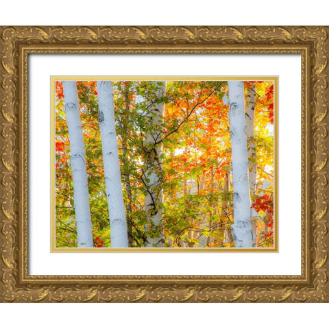 USA-New Hampshire-Franconia-Autumn Colors surrounding group of White Birch tree trunks Gold Ornate Wood Framed Art Print with Double Matting by Gulin, Sylvia