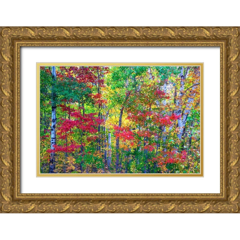 USA-New Hampshire-Gorham-Fall colors with grove of White Birch and Maple trees Gold Ornate Wood Framed Art Print with Double Matting by Gulin, Sylvia