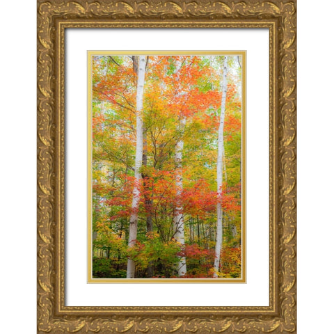 USA-New Hampshire-Gorham-White Birch tree trunks surrounded by Fall colors from Maple-Beech and Bir Gold Ornate Wood Framed Art Print with Double Matting by Gulin, Sylvia
