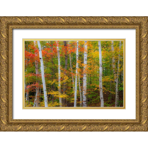 USA-New Hampshire-Gorham-White Birch tree trunks surrounded by Fall colors from Maple-Beech and Bir Gold Ornate Wood Framed Art Print with Double Matting by Gulin, Sylvia