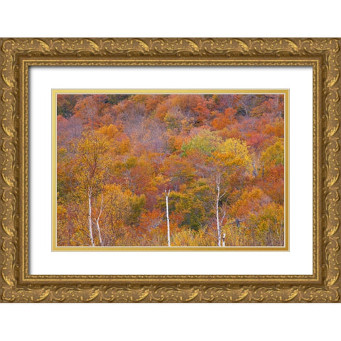 USA-New Hampshire-New England Fall colors on hillsides along highway 16 north of Jackson Gold Ornate Wood Framed Art Print with Double Matting by Gulin, Sylvia