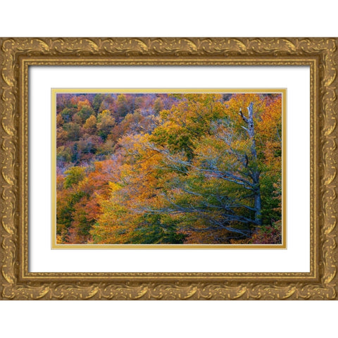 USA-New Hampshire-New England Fall colors on hillsides along highway 16 north of Jackson Gold Ornate Wood Framed Art Print with Double Matting by Gulin, Sylvia