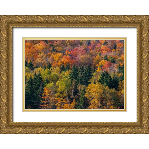 USA-New Hampshire just north of Jackson on highway 16 with the hillside covered in Autumns colors Gold Ornate Wood Framed Art Print with Double Matting by Gulin, Sylvia