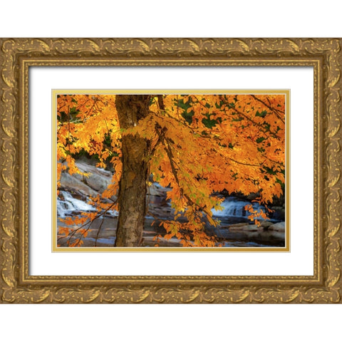USA-New Hampshire-Jackson-Jackson Falls with American Beech in full Autumn color display Gold Ornate Wood Framed Art Print with Double Matting by Gulin, Sylvia