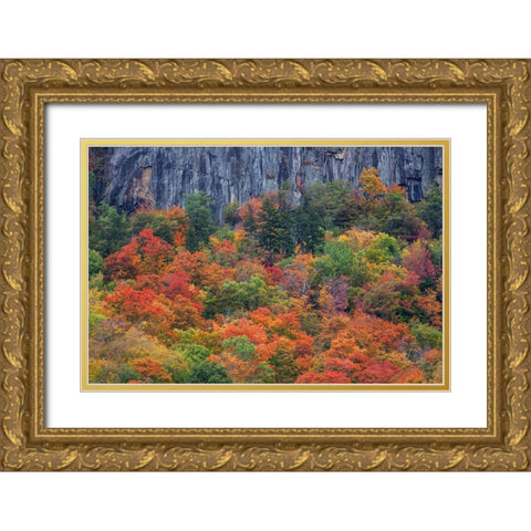 USA-New Hampshire-New England Crawford Notch Sate Park along highway 302 in Fall color Gold Ornate Wood Framed Art Print with Double Matting by Gulin, Sylvia