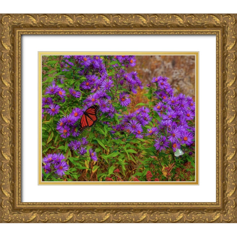 USA-New Hampshire field of daisies with Monarch Butterfly feeding just off of Highway 302 Gold Ornate Wood Framed Art Print with Double Matting by Gulin, Sylvia