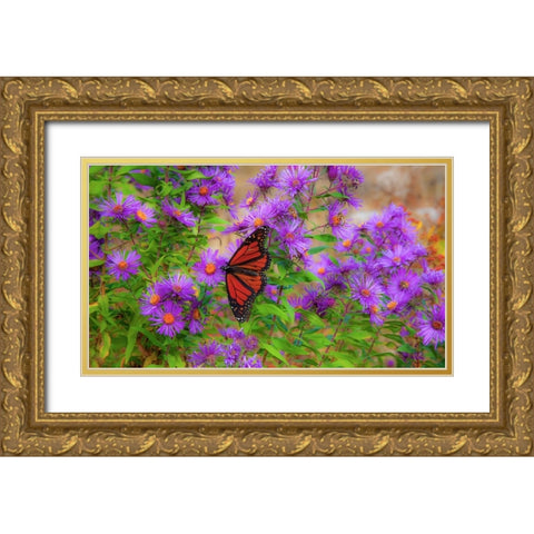 USA-New Hampshire field of daisies with Monarch Butterfly feeding just off of Highway 302 Gold Ornate Wood Framed Art Print with Double Matting by Gulin, Sylvia