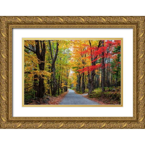 USA-New Hampshire-tree-lined road with maple trees in Fall colors Gold Ornate Wood Framed Art Print with Double Matting by Gulin, Sylvia
