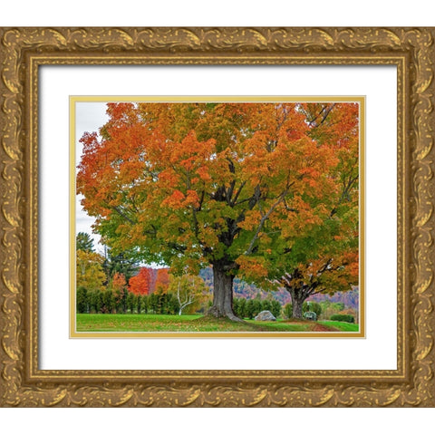 USA-New Hampshire-Fall colors with White Birch and Maple trees Gold Ornate Wood Framed Art Print with Double Matting by Gulin, Sylvia