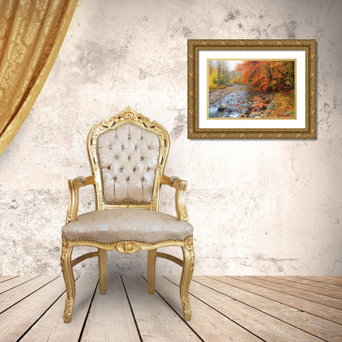 USA-New Hampshire Autumn colors on Maple-Beech trees along the edge of the river Gold Ornate Wood Framed Art Print with Double Matting by Gulin, Sylvia