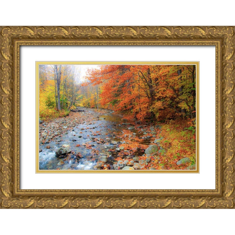 USA-New Hampshire Autumn colors on Maple-Beech trees along the edge of the river Gold Ornate Wood Framed Art Print with Double Matting by Gulin, Sylvia