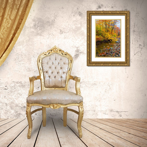 USA-New Hampshire Autumn colors on Maple-Beech trees along the edge of the river Gold Ornate Wood Framed Art Print with Double Matting by Gulin, Sylvia