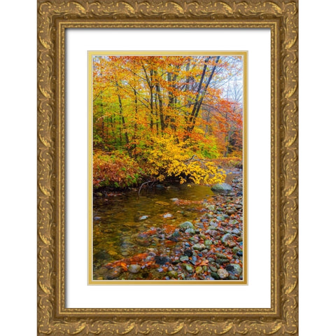 USA-New Hampshire Autumn colors on Maple-Beech trees along the edge of the river Gold Ornate Wood Framed Art Print with Double Matting by Gulin, Sylvia
