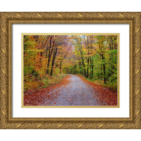 USA-New Hampshire-Sugar Hill wet and foggy morning along roadway in Autumn colors Gold Ornate Wood Framed Art Print with Double Matting by Gulin, Sylvia