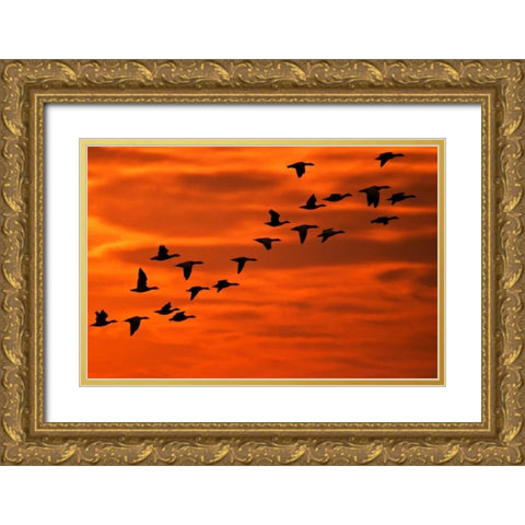NJ, Cape May Flying birds silhouetted at sunrise Gold Ornate Wood Framed Art Print with Double Matting by OBrien, Jay
