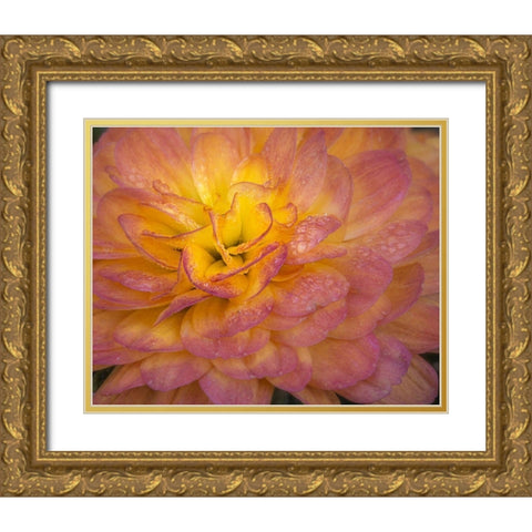 New Jersey-Rio Grande Mum flower close-up  Gold Ornate Wood Framed Art Print with Double Matting by Jaynes Gallery