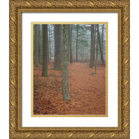 USA-New Jersey-Pine Barrens National Preserve Foggy forest landscape Gold Ornate Wood Framed Art Print with Double Matting by Jaynes Gallery