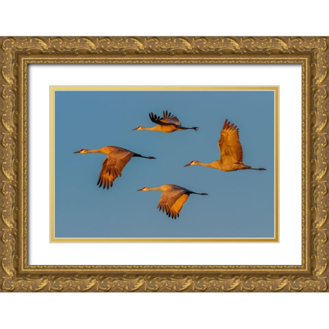 Sandhill crane flying Bosque del Apache National Wildlife Refuge-New Mexico Gold Ornate Wood Framed Art Print with Double Matting by Jones, Adam