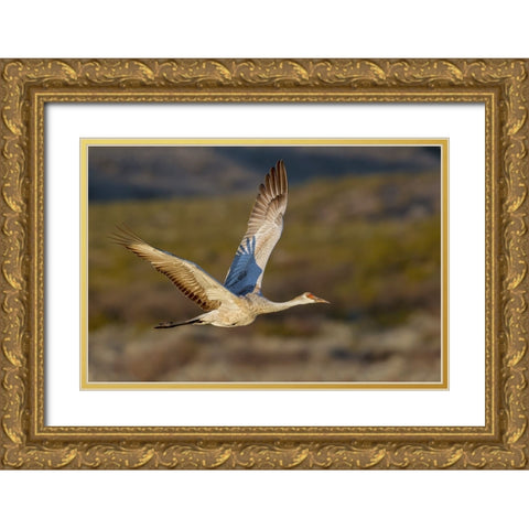Sandhill crane flying Bosque del Apache National Wildlife Refuge-New Mexico Gold Ornate Wood Framed Art Print with Double Matting by Jones, Adam
