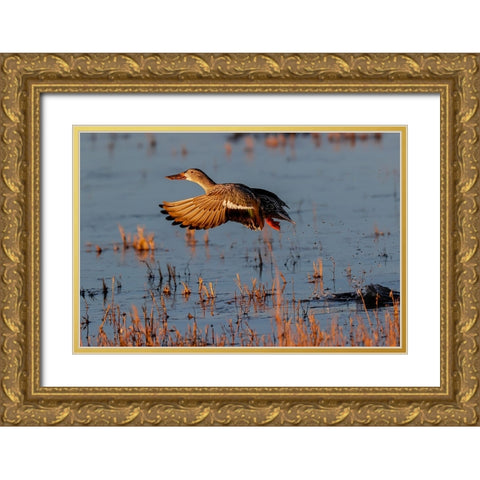 Female Northern shoveler flying Bosque del Apache National Wildlife Refuge-New Mexico Gold Ornate Wood Framed Art Print with Double Matting by Jones, Adam