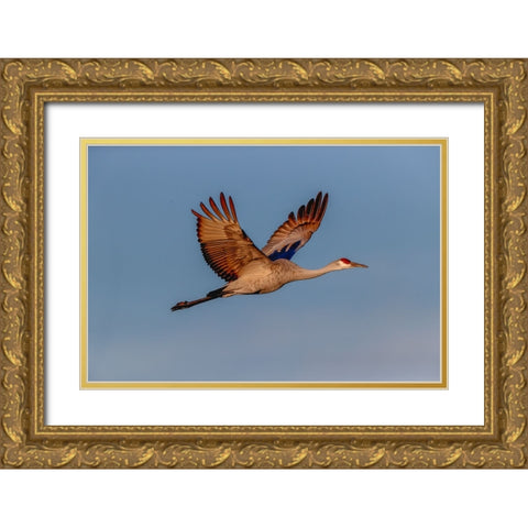 Sandhill crane flying Bosque del Apache National Wildlife Refuge-New Mexico Gold Ornate Wood Framed Art Print with Double Matting by Jones, Adam