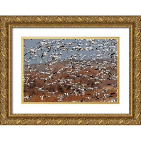 Snow geese flying Bosque del Apache National Wildlife Refuge-New Mexico Gold Ornate Wood Framed Art Print with Double Matting by Jones, Adam
