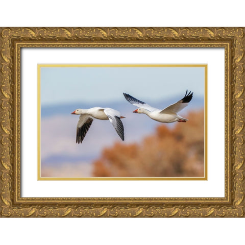 Snow geese flying Bosque del Apache National Wildlife Refuge-New Mexico Gold Ornate Wood Framed Art Print with Double Matting by Jones, Adam