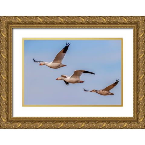 Snow geese flying Bosque del Apache National Wildlife Refuge-New Mexico Gold Ornate Wood Framed Art Print with Double Matting by Jones, Adam