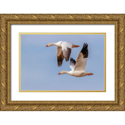 Snow geese flying Bosque del Apache National Wildlife Refuge-New Mexico Gold Ornate Wood Framed Art Print with Double Matting by Jones, Adam