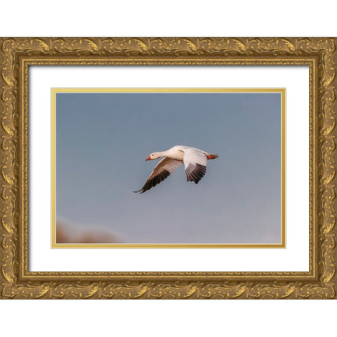 Snow geese flying Bosque del Apache National Wildlife Refuge-New Mexico Gold Ornate Wood Framed Art Print with Double Matting by Jones, Adam
