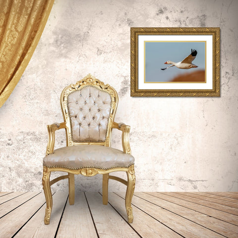 Snow geese flying Bosque del Apache National Wildlife Refuge-New Mexico Gold Ornate Wood Framed Art Print with Double Matting by Jones, Adam