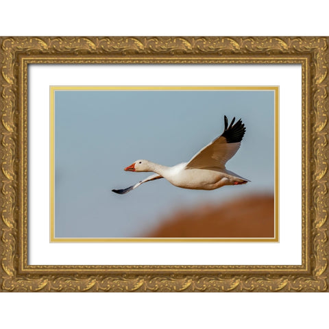 Snow geese flying Bosque del Apache National Wildlife Refuge-New Mexico Gold Ornate Wood Framed Art Print with Double Matting by Jones, Adam