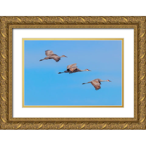 Sandhill cranes flying Bosque del Apache National Wildlife Refuge-New Mexico Gold Ornate Wood Framed Art Print with Double Matting by Jones, Adam